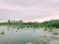 -白洋淀景区