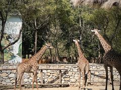 -北京野生动物园