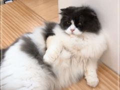 -李小姐の猫咖啡馆(五角场店)