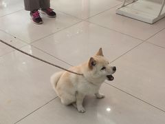 -全心全意连锁动物医院·微创中心·内科急重症·心脏专科(丰管路店)