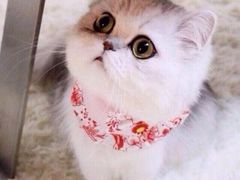 -北京京卫宠物寄养训练中心