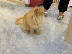 -爪爪喵星球·猫舍(前海卓越店)