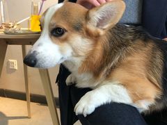 -汪说·狗咖(旺城大厦店)