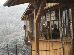 -岚山猴子公园