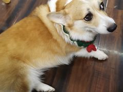-豆柴町-柴犬主题狗咖(红鼎国际C座店)