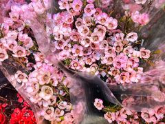 -大自然花鸟鱼虫市场