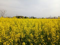 -田园东方蜜桃村的田野营地
