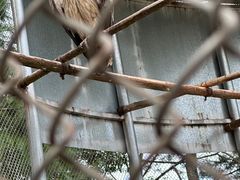 -安徽大青山野生动物世界