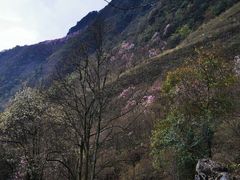 -九皇山景区