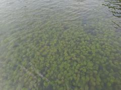 -靖西鹅泉风景区
