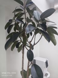 -HEYAN荷妍专业脱毛连锁机构
