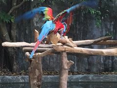 -清迈夜间动物园