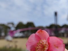 -春花秋色城市公园