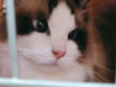 -安安宠医宠物医院·异宠·犬猫内科(岳阳分院)
