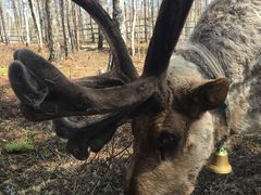 -北极村旅游风景区