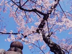 -奈良公园