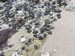 -贝壳沙滩