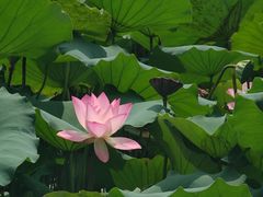 -荔湾湖公园