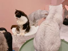 -猫儿山۰猫主题餐厅