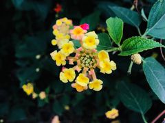 -合肥滨湖国家森林公园