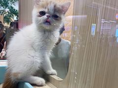 -屋虎猫馆(宝安大仟里店)