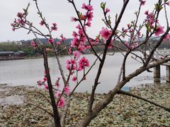 -洛龙公园
