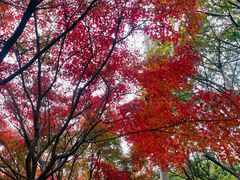 -昆山城市生态森林公园