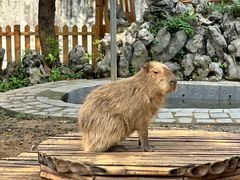 -合肥野生动物园