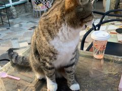 -喵屿·大理花园猫咖