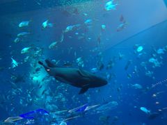 -亚特兰蒂斯•OSSIANO奥西亚诺海底餐厅