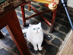 -喵屿·大理花园猫咖