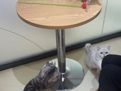 -三花喵·撸猫购宠·宠物生活馆(虹桥南丰城店)
