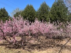 -山与蓝·轻糖鲜果蛋糕(勒泰店)