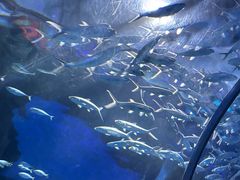 -海合安武汉极地海洋公园