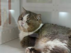 -青奢宠物·青奢猫舍