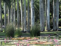 -中国科学院西双版纳热带植物园