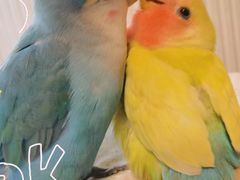 -青石桥花鸟鱼虫市场(叠翠城店)