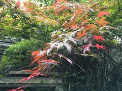 -乌镇东栅景区-茅盾故居