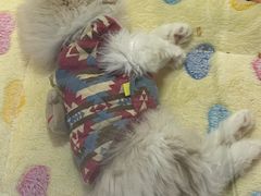 -屋虎猫馆(宝安大仟里店)