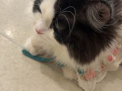 -共舞时光猫咖·狗咖(新街口店)