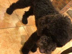 -more than meow吴止猫主题餐厅(承德 中船汇店)