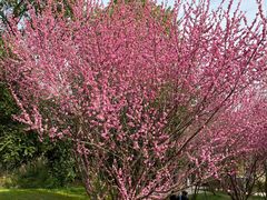 -盘龙城国家考古遗址公园