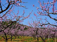 景点-新建村梅花