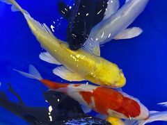 -万达广场(济南魏家庄店)