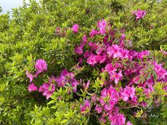 -梧桐山风景名胜区