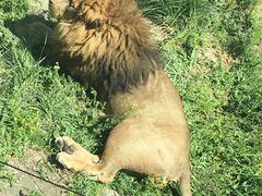 -新疆天山野生动物园