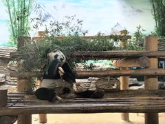 -西霞口神雕山野生动物世界