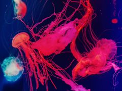 -成都浩海立方海洋公园