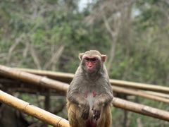 -西双版纳原始森林公园