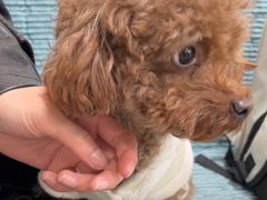 -佳雯宠物医院·皮肤科·内外科(春晓路分院)